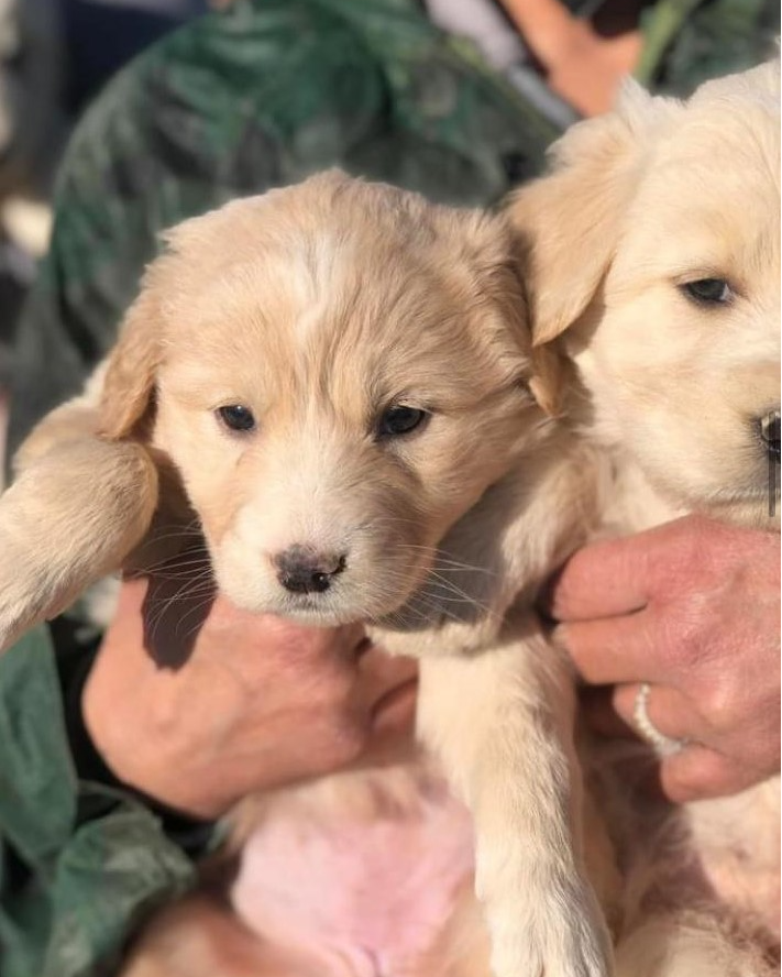 I CUCCIOLI DI CARLENTINI – Leidaa