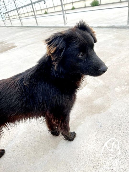 Cagnolino cucciolo a pelo semilungo futura taglia media trovato zona Minturno/ Latina.