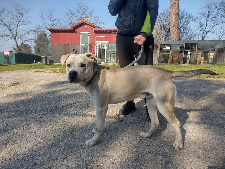 Cane intero con collare e guinzaglio attaccato trovato