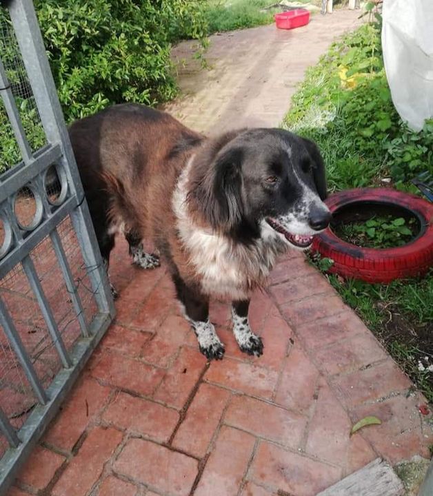 MIA cagnolina di 8 anni smarrita ieri