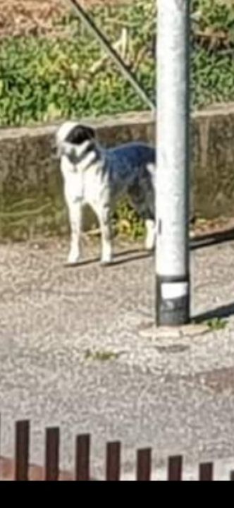 Cane probabilmente incrocio con setter vagante zona via Giustiniana