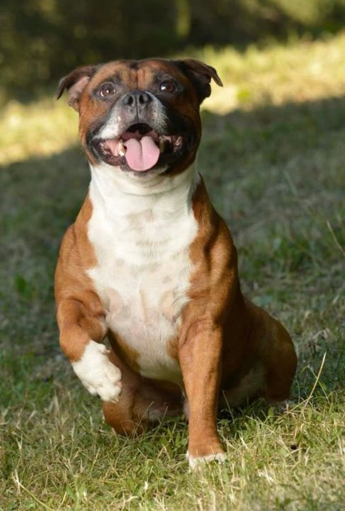 ROSPO cagnolino staffordshire bull terrier di 9 anni marrone rossiccio e bianco