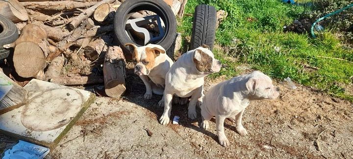 Tre cagnolini simil bulldog