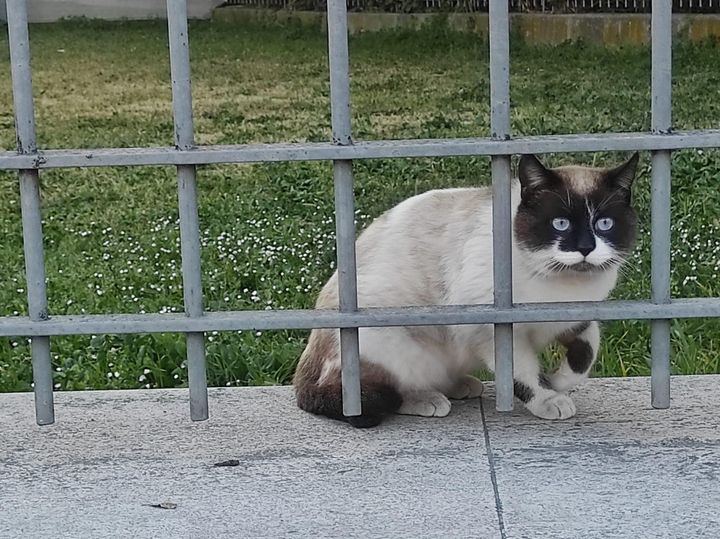 Gatto maschio giovane  intero senza chip