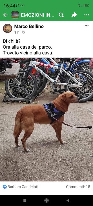 Cagnolino trovato