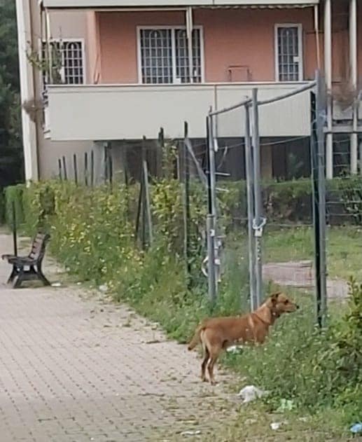 Cagnolino taglia medio piccola con collare