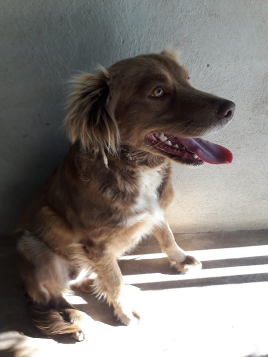 Cagnolina senza chip