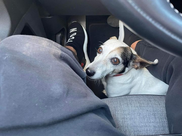 Cagnolino di taglia piccola