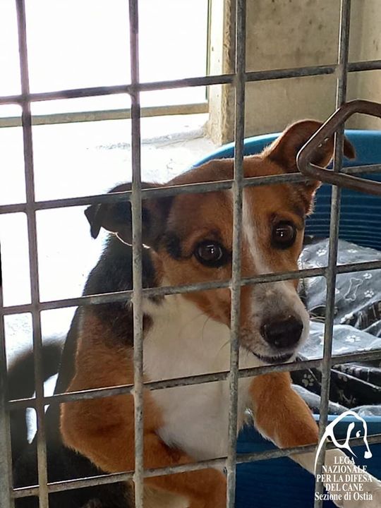 Cagnolino età presunta 6 anni e piccola taglia