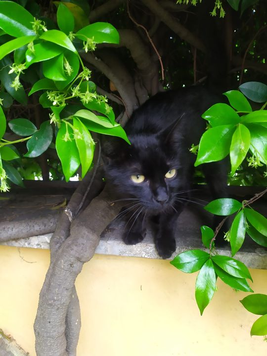 Gattino/a trovato  rintanato in un garage zona via Gioiosa Ionica