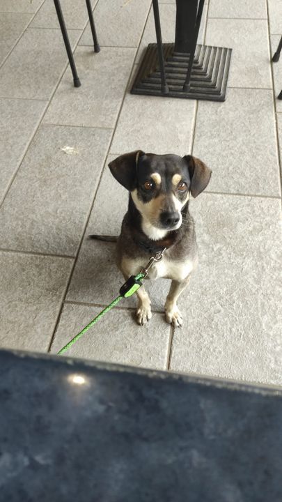 Cagnolino zona parco Kolbe