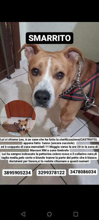 Leo cane di 1 anno  taglia media a pelo corto