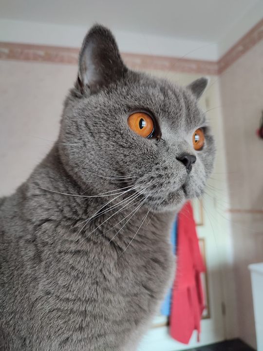 FUSILLO gatto british shorthair